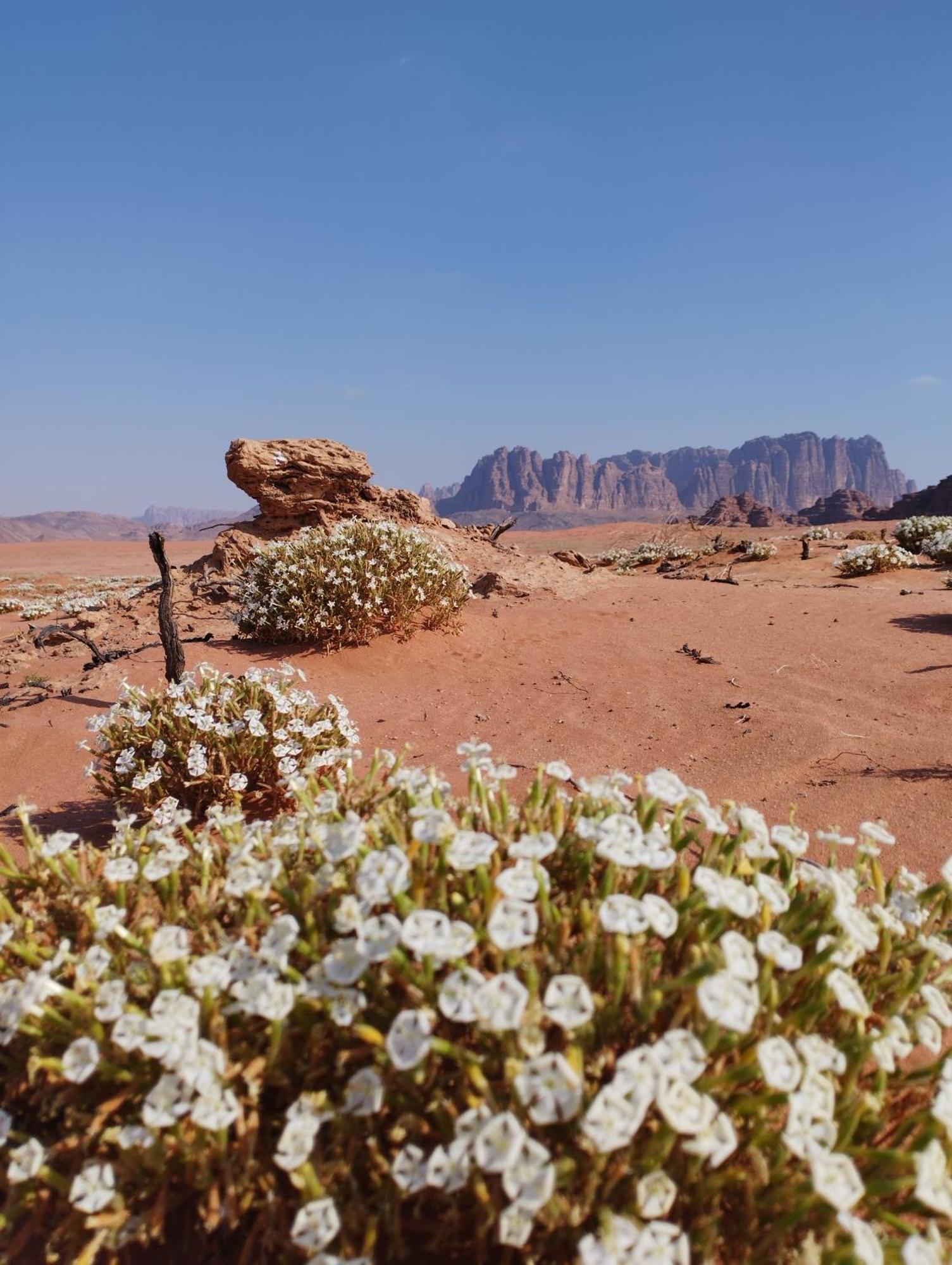 Wadi Rum Sand Delight Camp Esterno foto